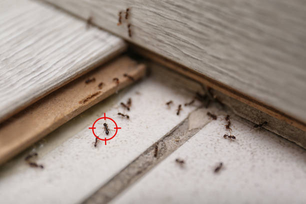 Best Pest Control Near Me in Citrus Park, FL