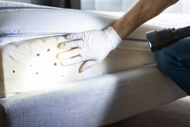 Best Mosquito Control Services  in Citrus Park, FL