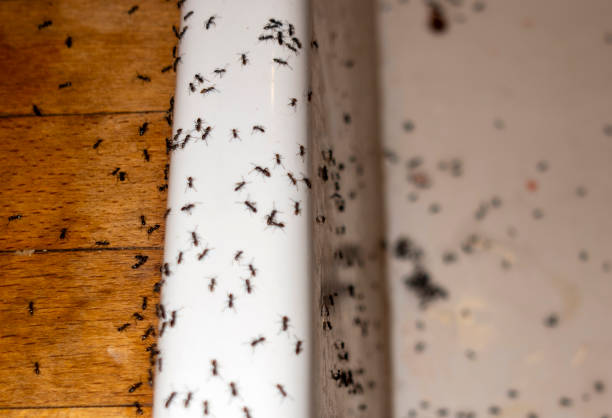 Best Mosquito Control Services  in Citrus Park, FL