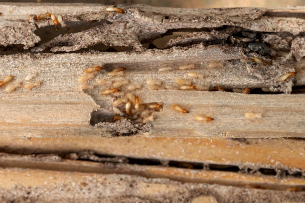 Bird Control in Citrus Park, FL